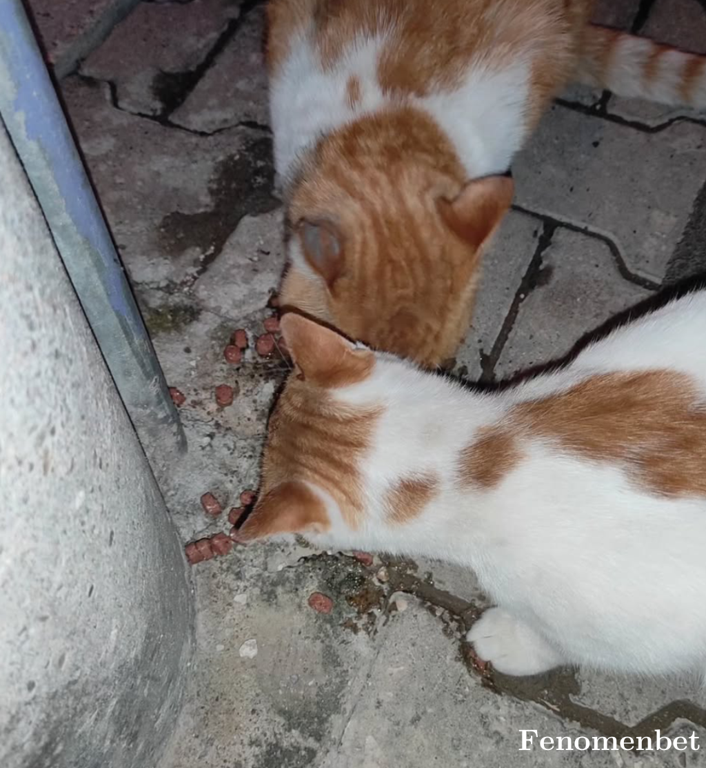 Bulbul13 tarafından paylaşıldı