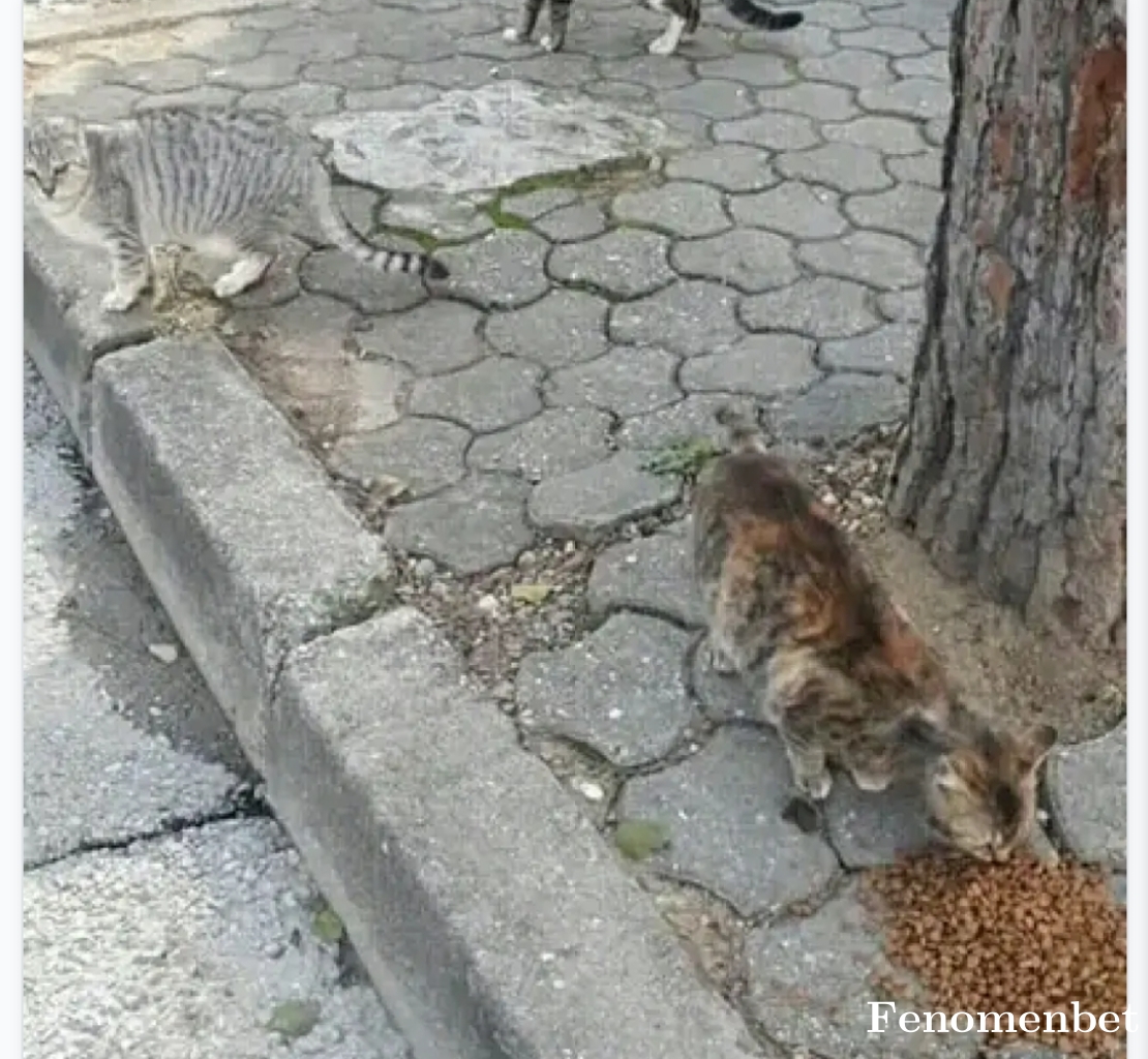 ferobaba1 tarafından paylaşıldı