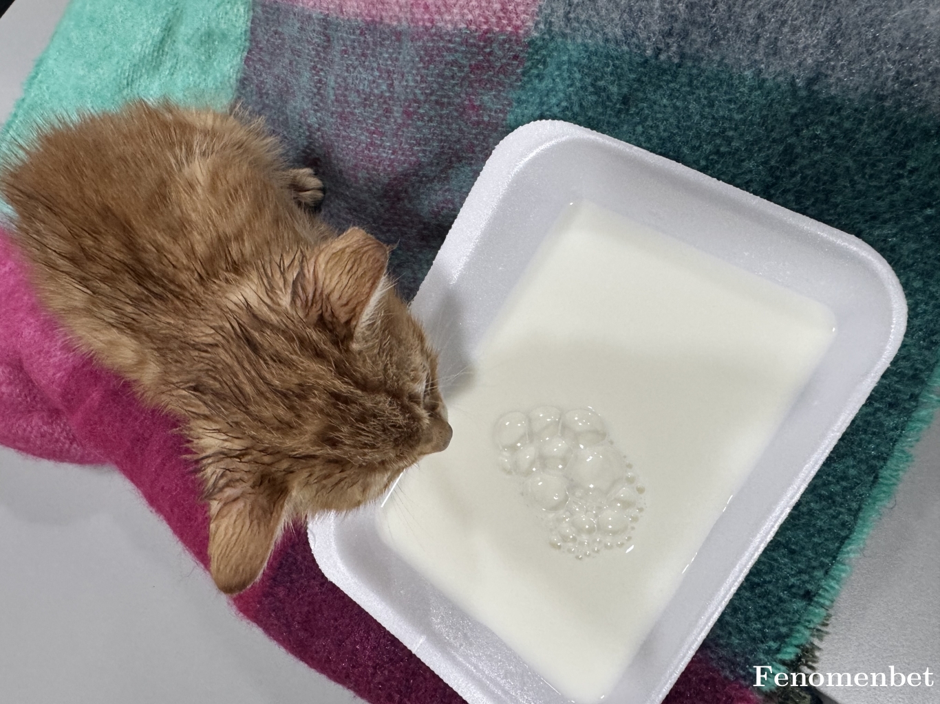 jinkazua11 tarafından paylaşıldı