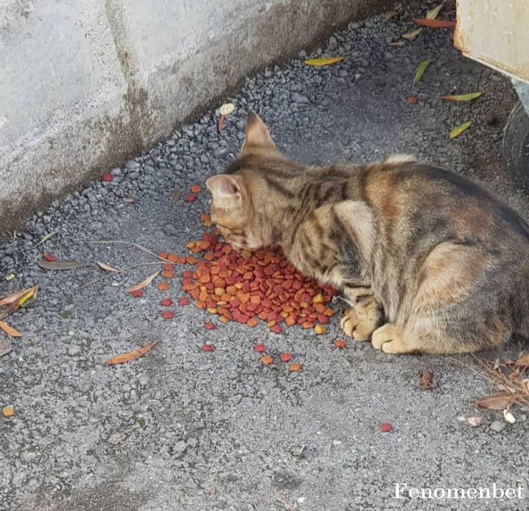 sonnurclk tarafından paylaşıldı