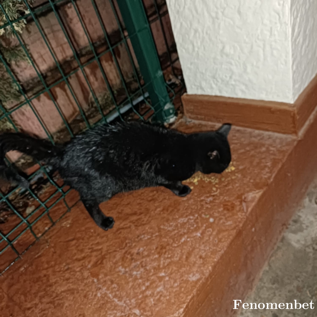 Bates tarafından paylaşıldı