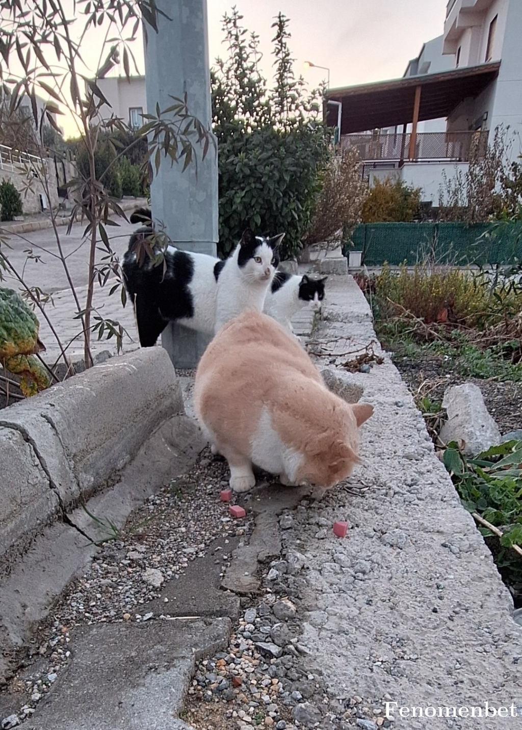 pelicanfc tarafından paylaşıldı