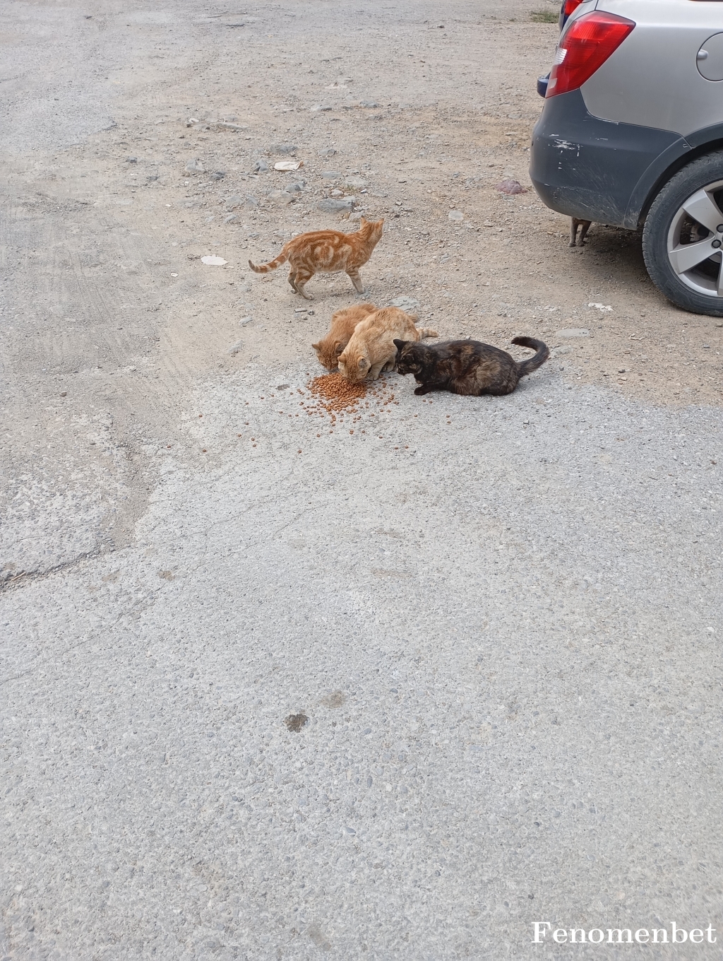 Erdo35 tarafından paylaşıldı