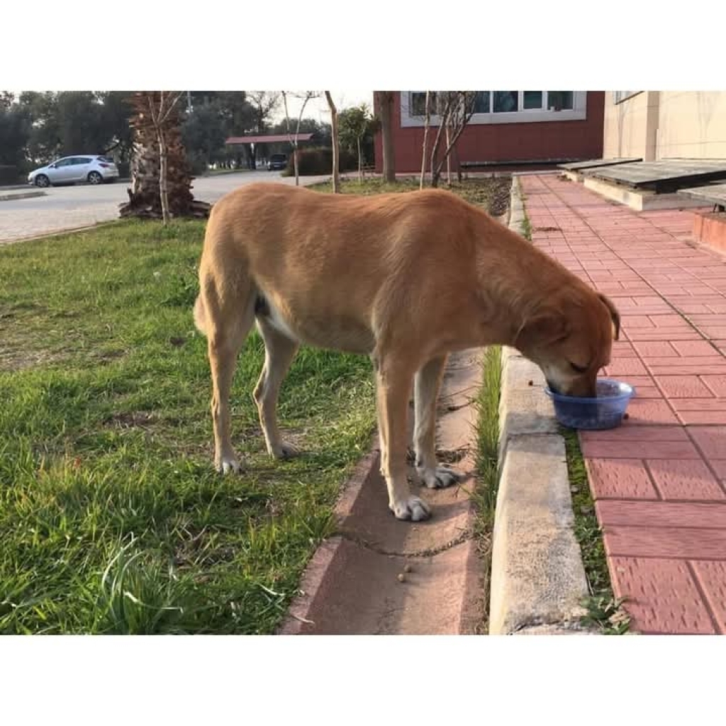 ismail383866 tarafından paylaşıldı