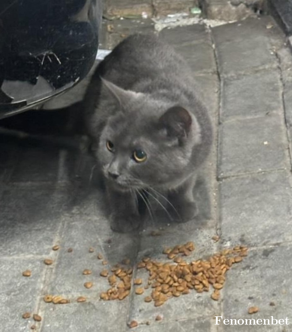 Fbyunus tarafından paylaşıldı