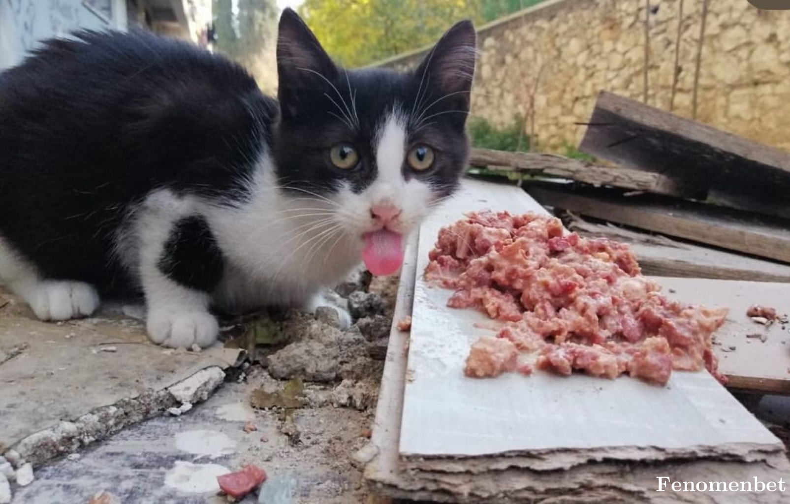 Volkanozen tarafından paylaşıldı
