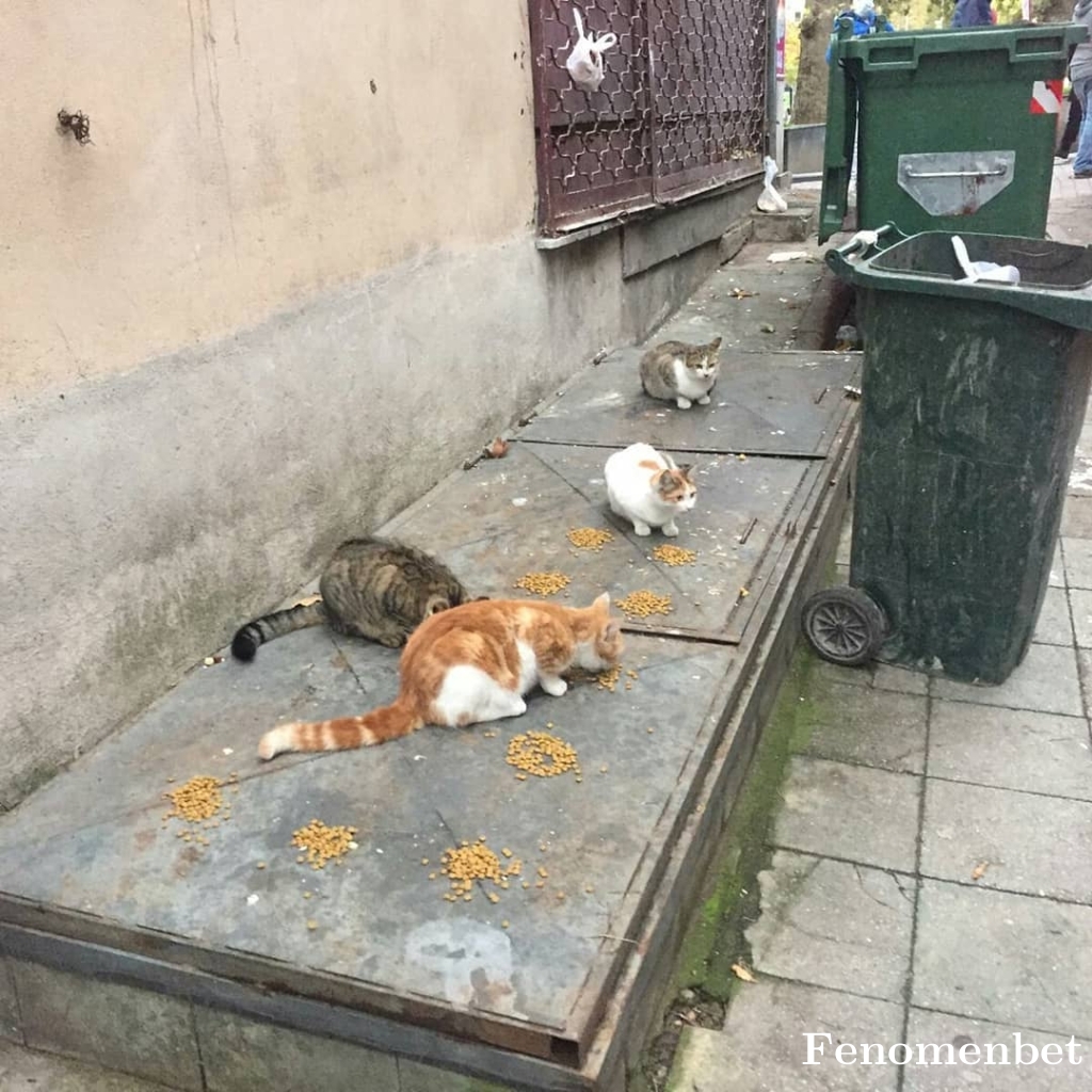 Senator tarafından paylaşıldı