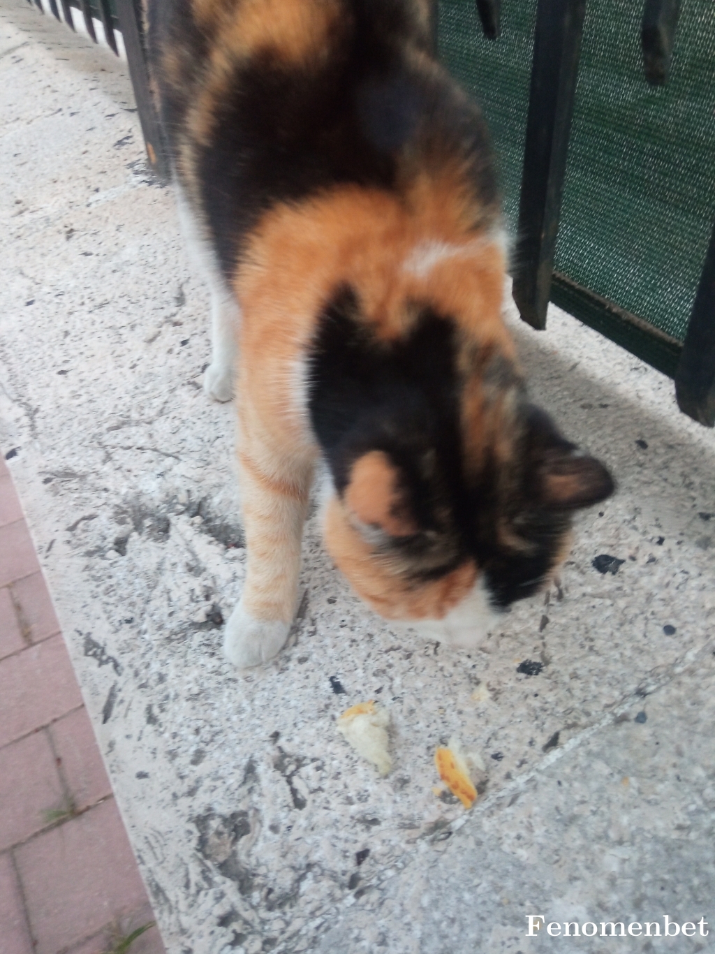azad0185 tarafından paylaşıldı