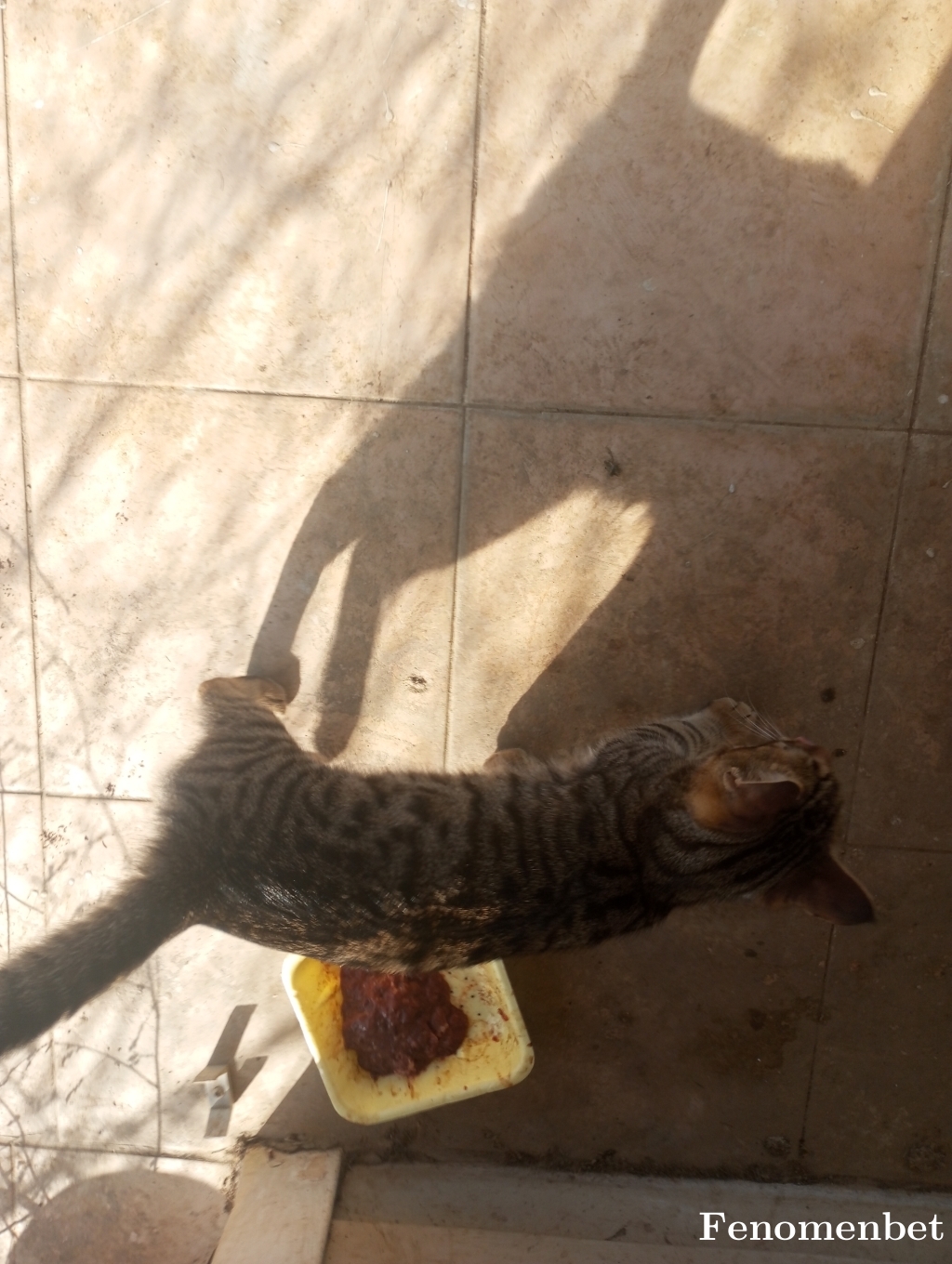 Lionsian tarafından paylaşıldı