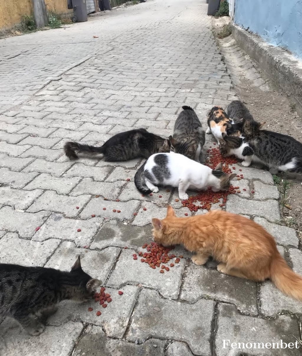 Recce57  tarafından paylaşıldı