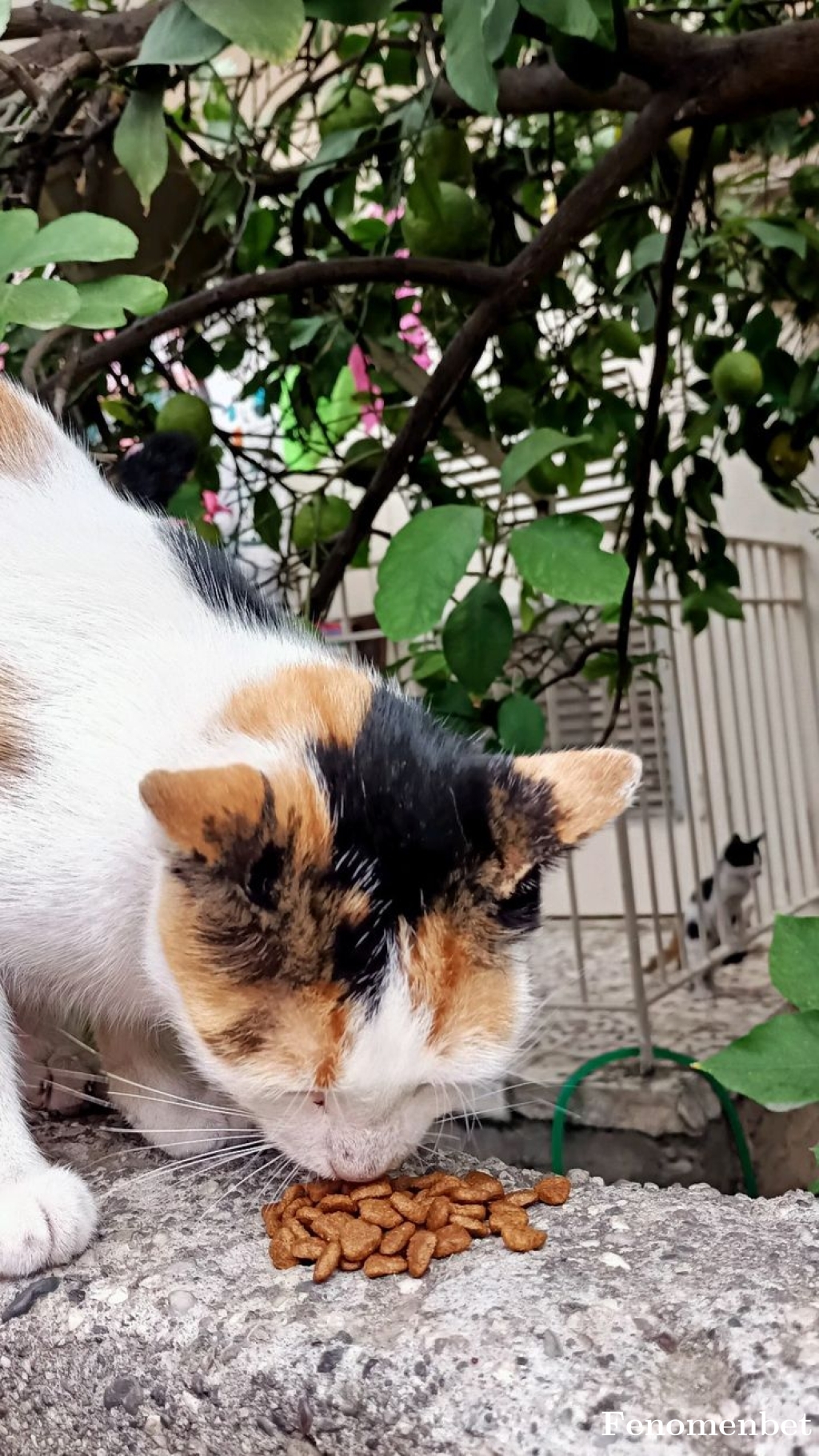 kossyy tarafından paylaşıldı