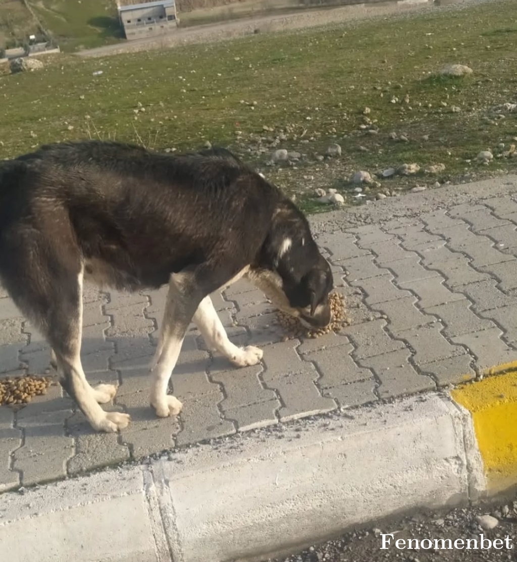 lunaticim5696 tarafından paylaşıldı