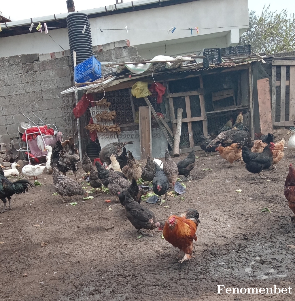 eymenveli tarafından paylaşıldı