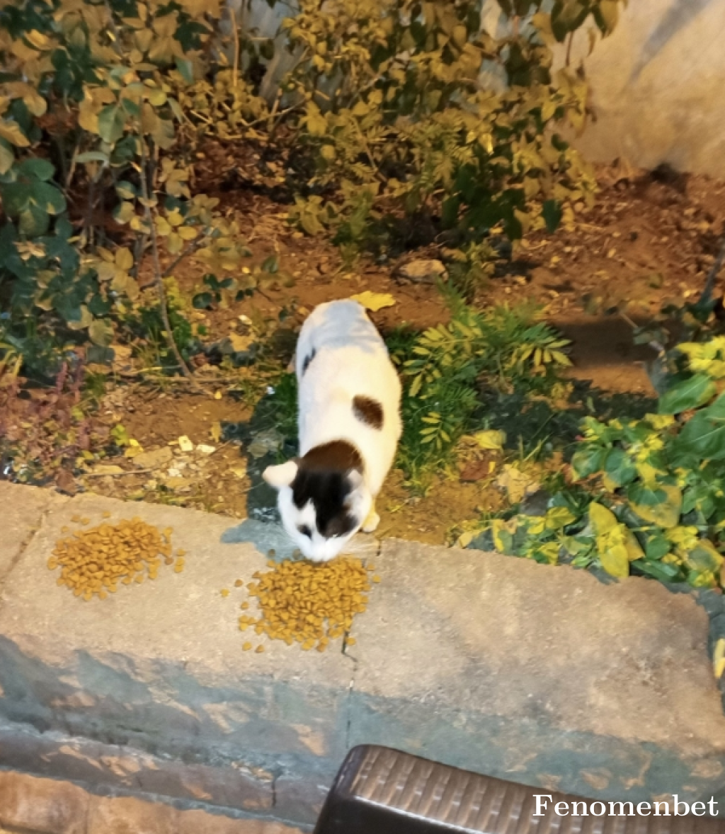dogukanbbe tarafından paylaşıldı