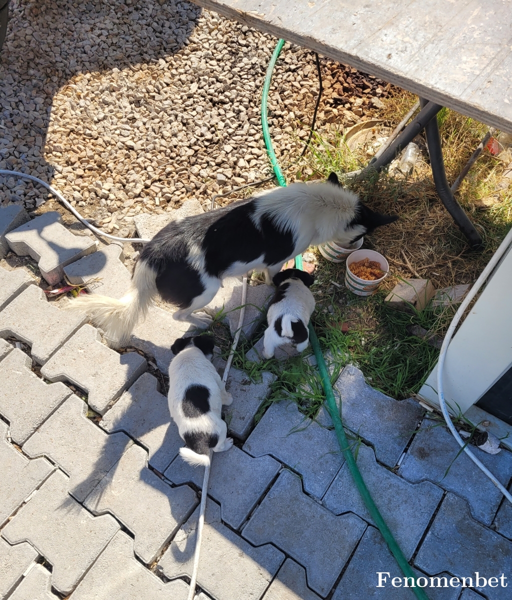 Deeppika tarafından paylaşıldı