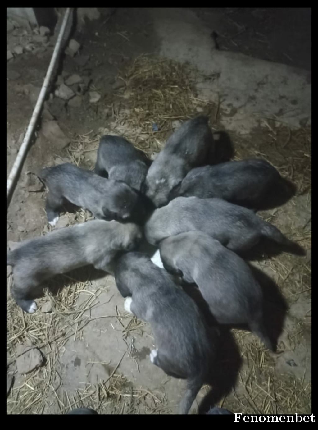 Cemil478383 tarafından paylaşıldı