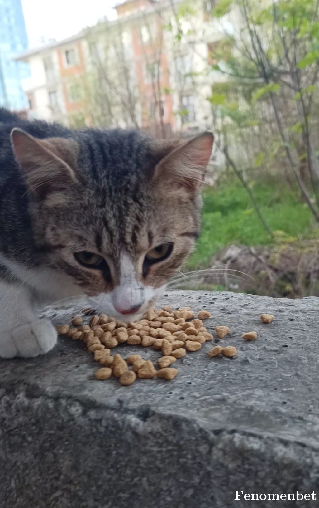 Hega34 tarafından paylaşıldı