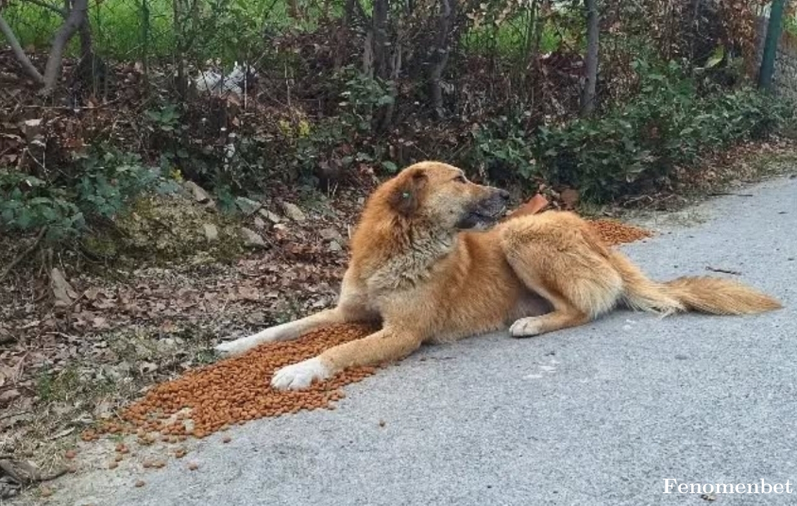 canbuluttt007 tarafından paylaşıldı