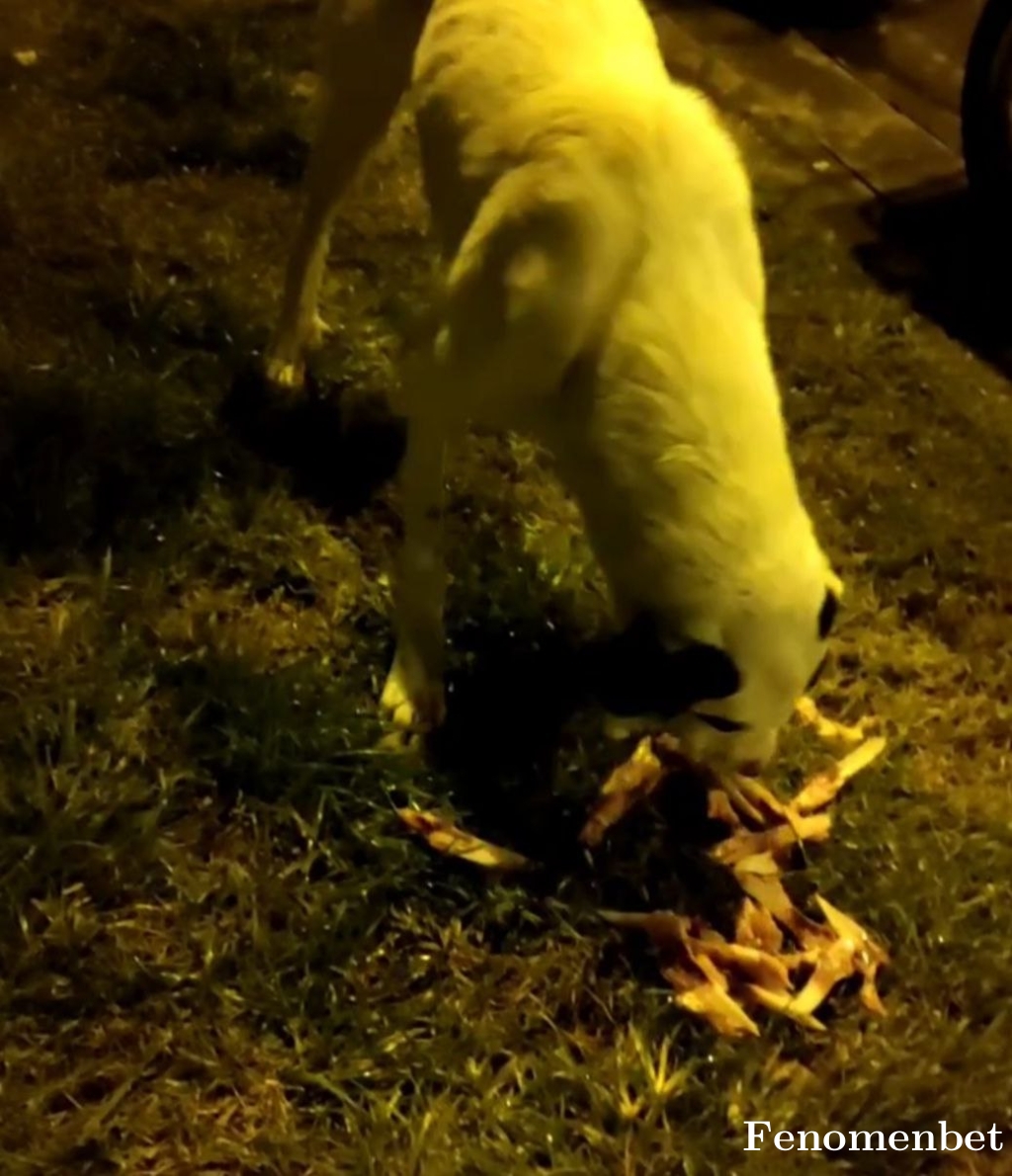 Bjerkek tarafından paylaşıldı