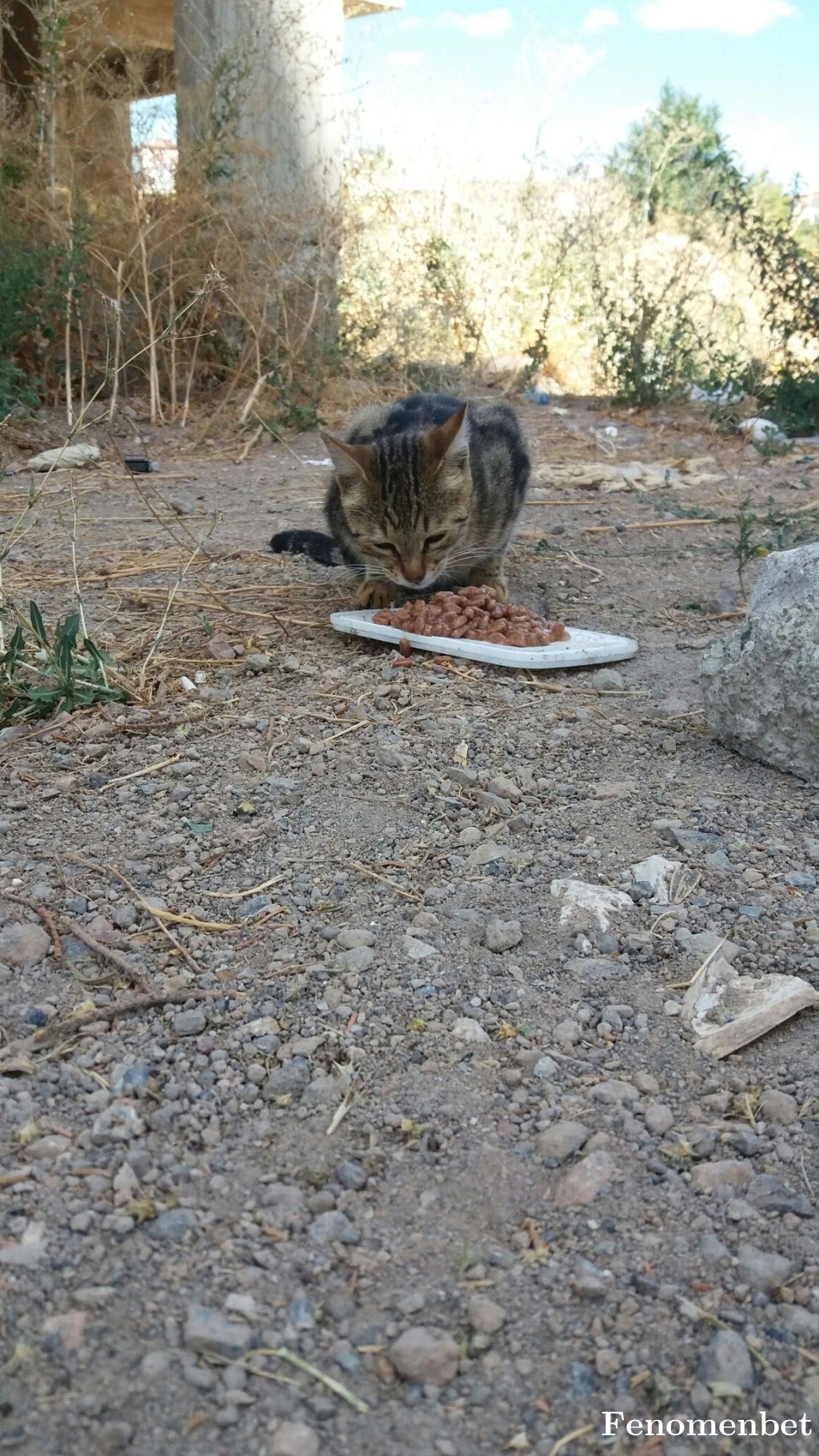 Enes1903 tarafından paylaşıldı