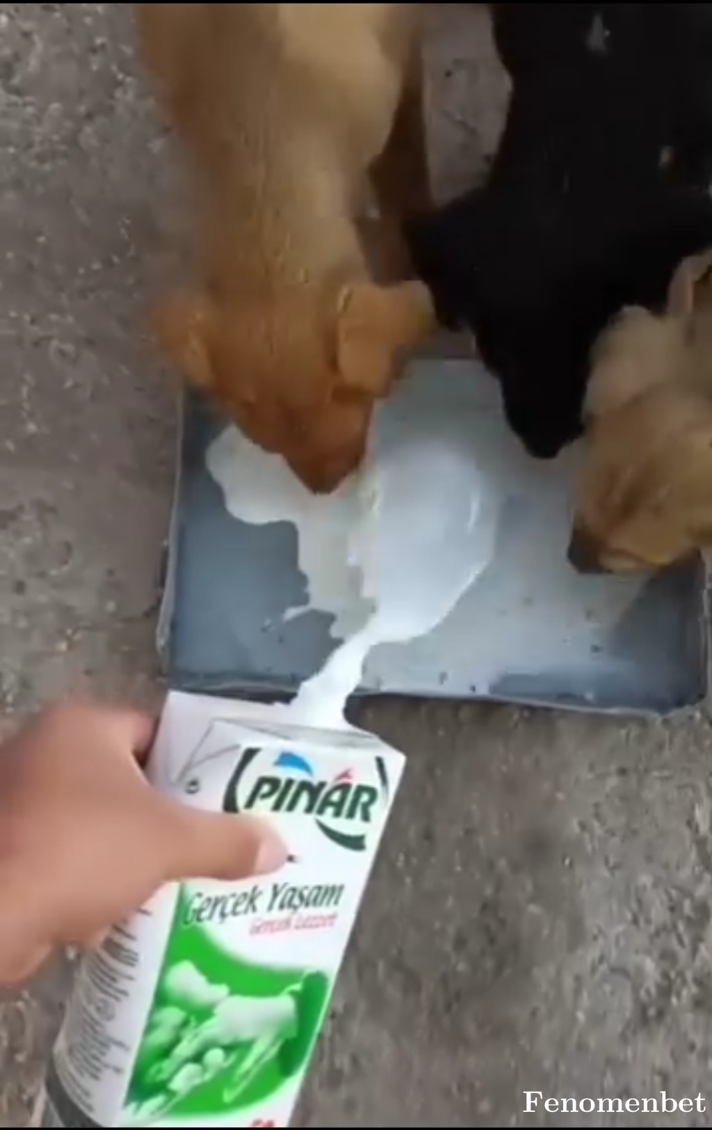 Ariso tarafından paylaşıldı