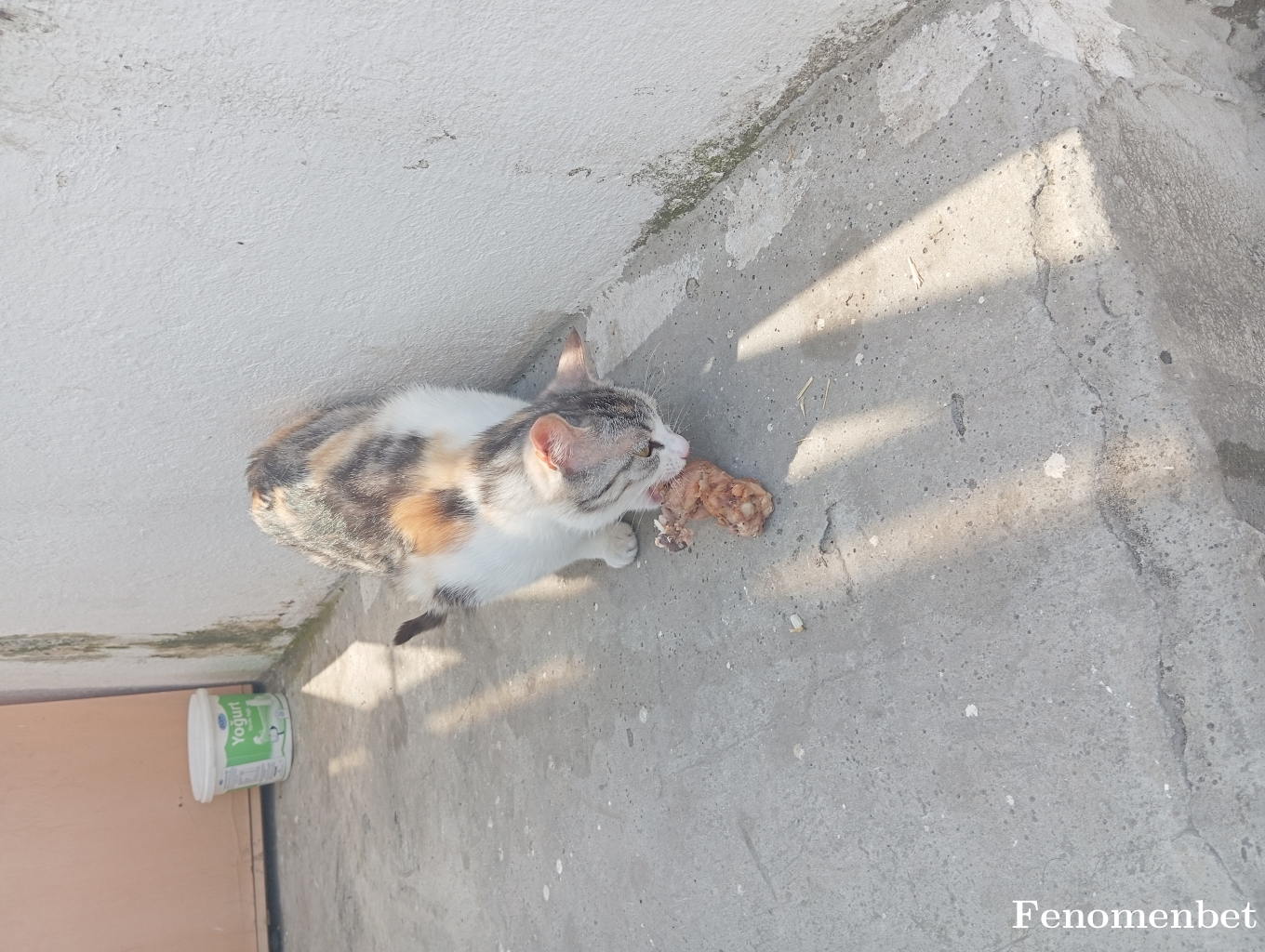 tokatadam tarafından paylaşıldı