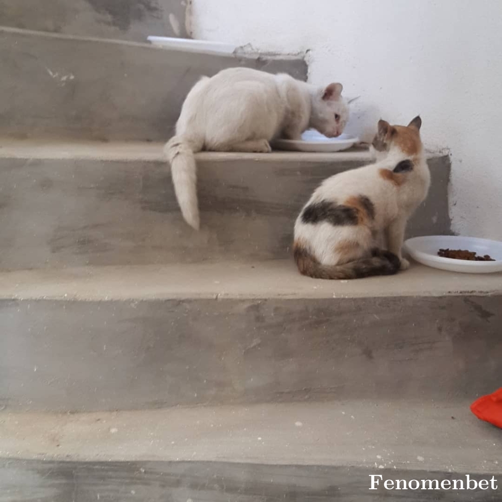 Jarki tarafından paylaşıldı