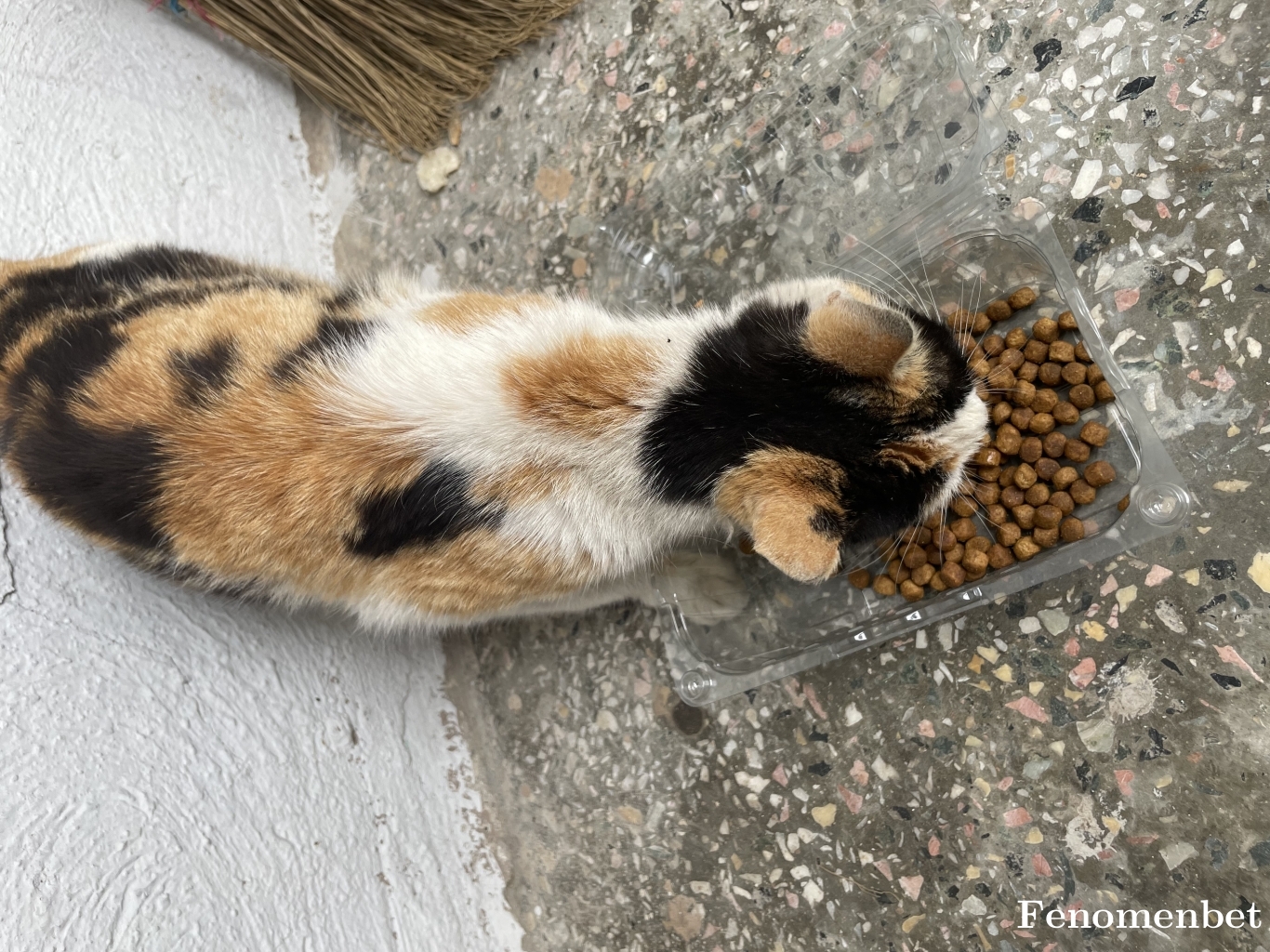 Denomeno11 tarafından paylaşıldı