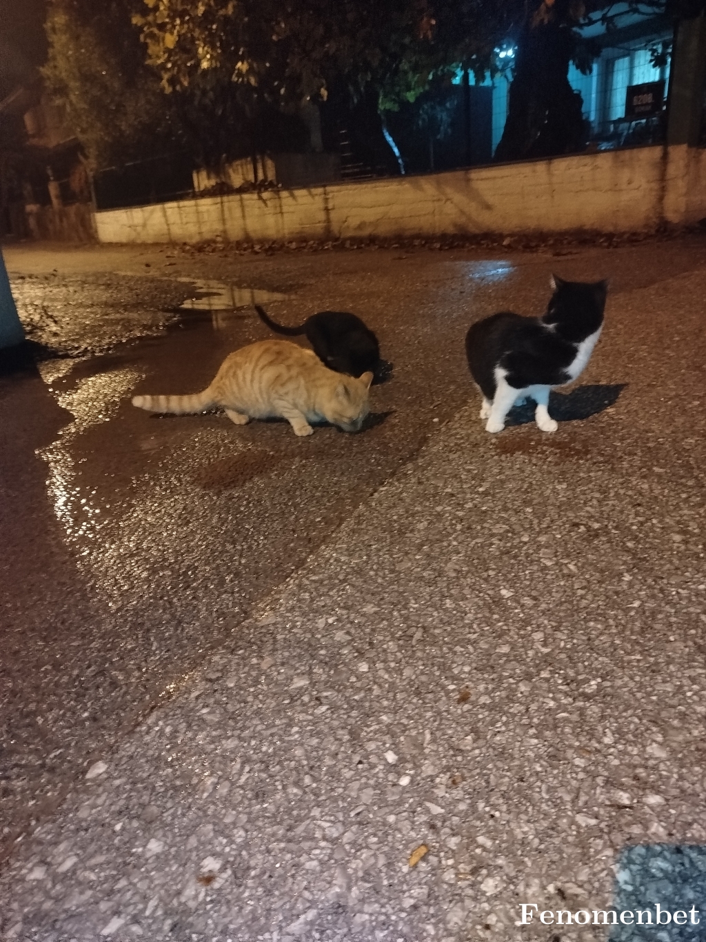 Minnos35 tarafından paylaşıldı