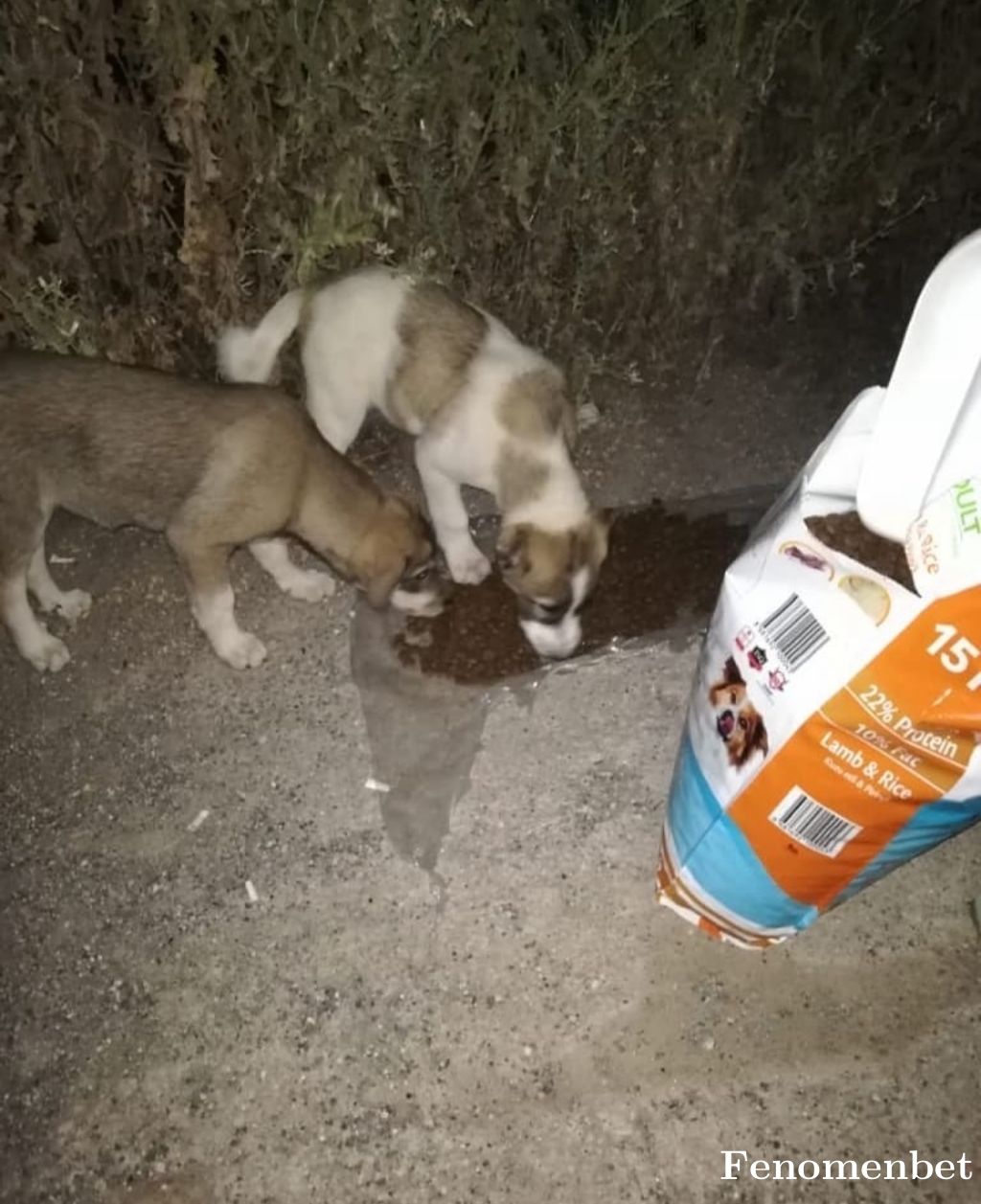 Bnyamn1 tarafından paylaşıldı