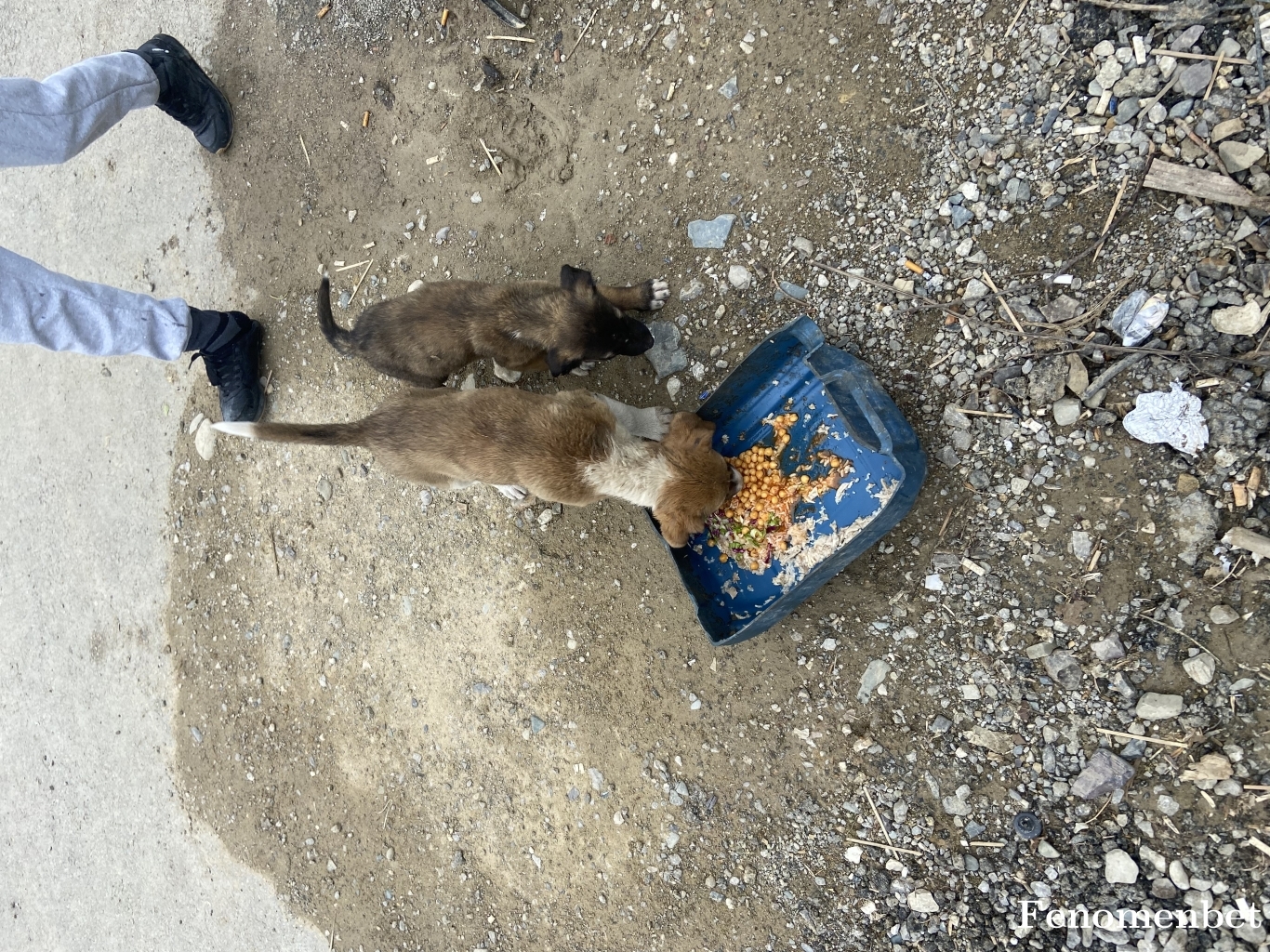 mehmetakpinar tarafından paylaşıldı