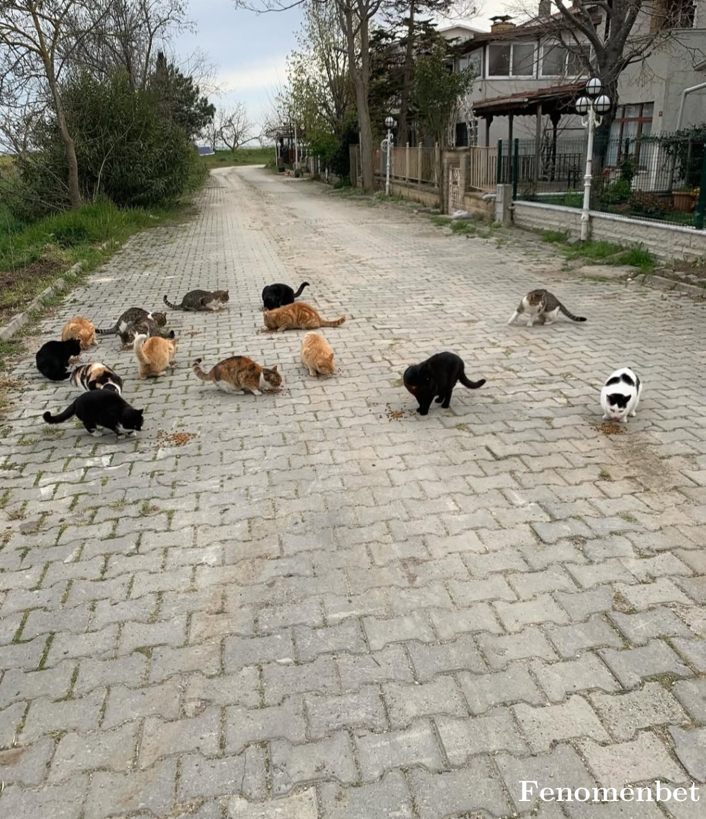 hulya3 tarafından paylaşıldı