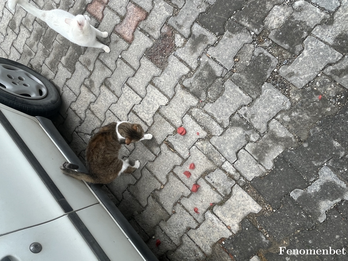 Alperbaba123 tarafından paylaşıldı