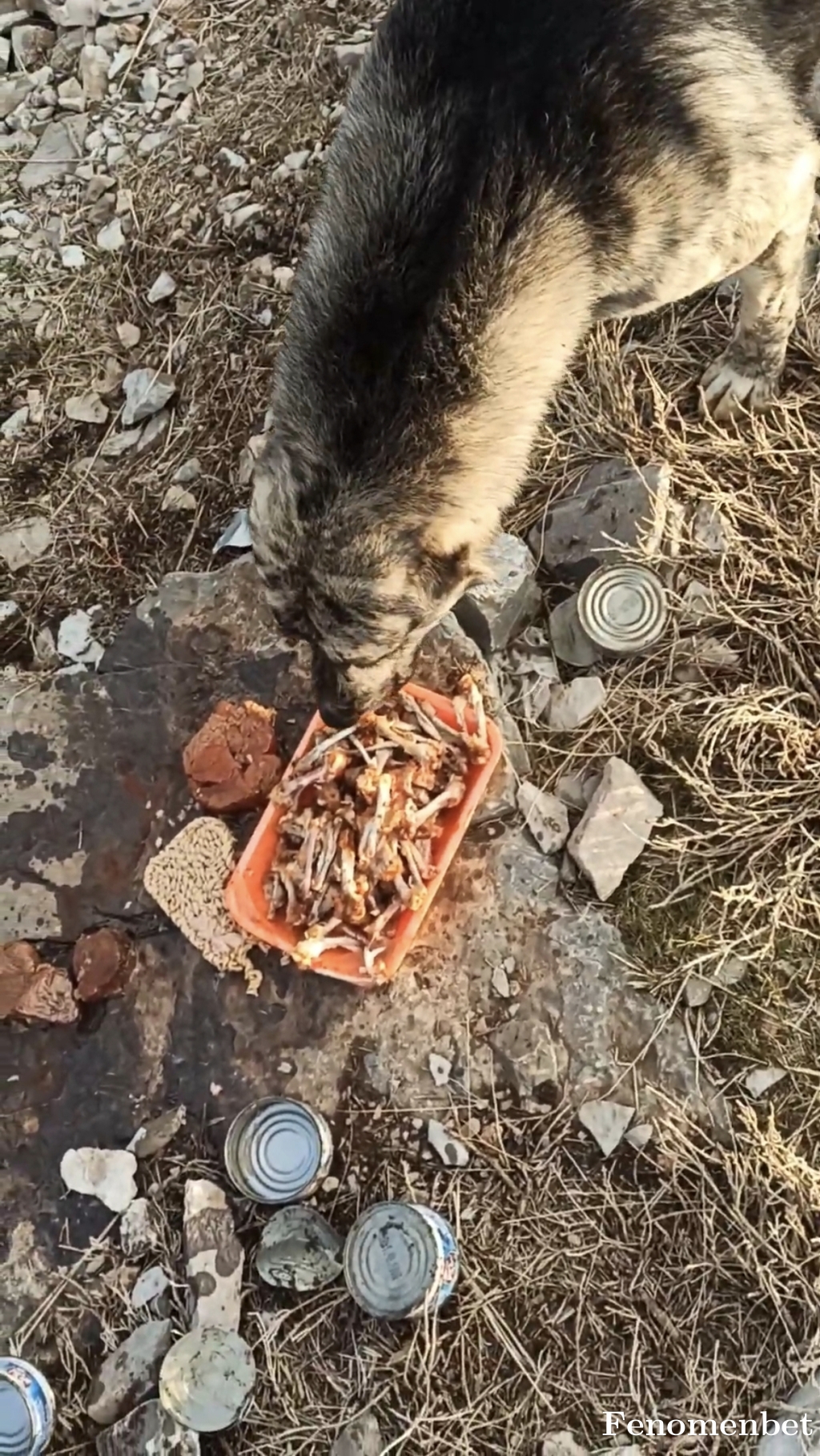 Lonewolfdd tarafından paylaşıldı