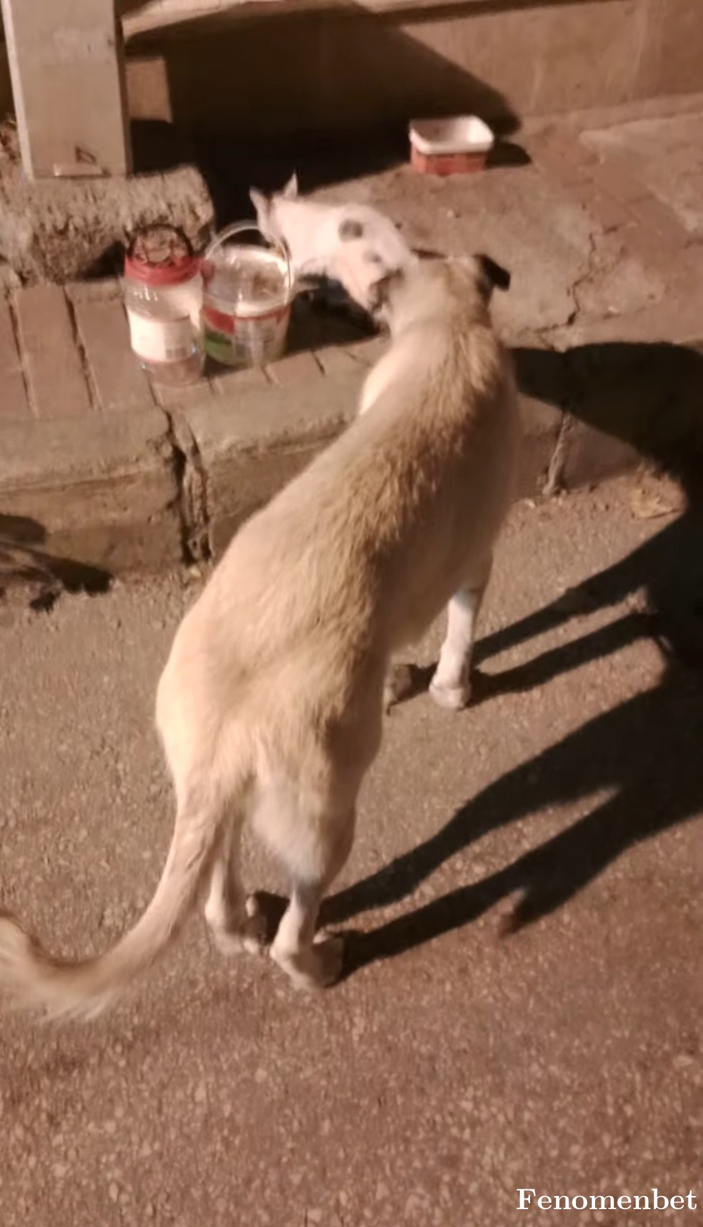 Chenchen  tarafından paylaşıldı