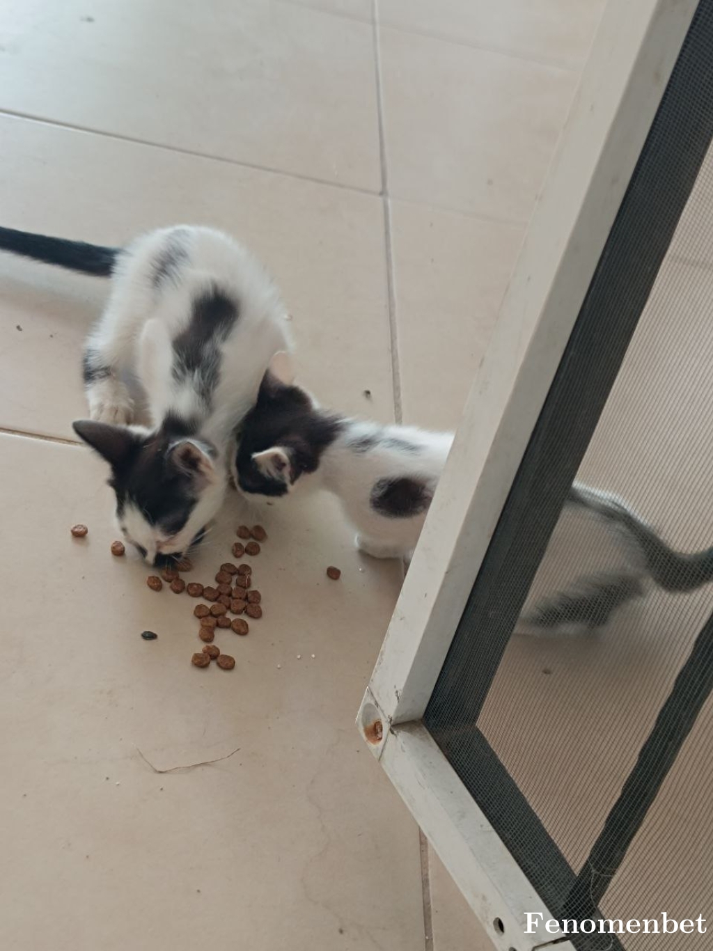 Ahmetreyis tarafından paylaşıldı
