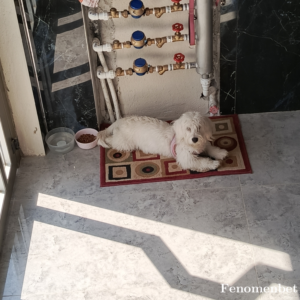 Hsyn65 tarafından paylaşıldı