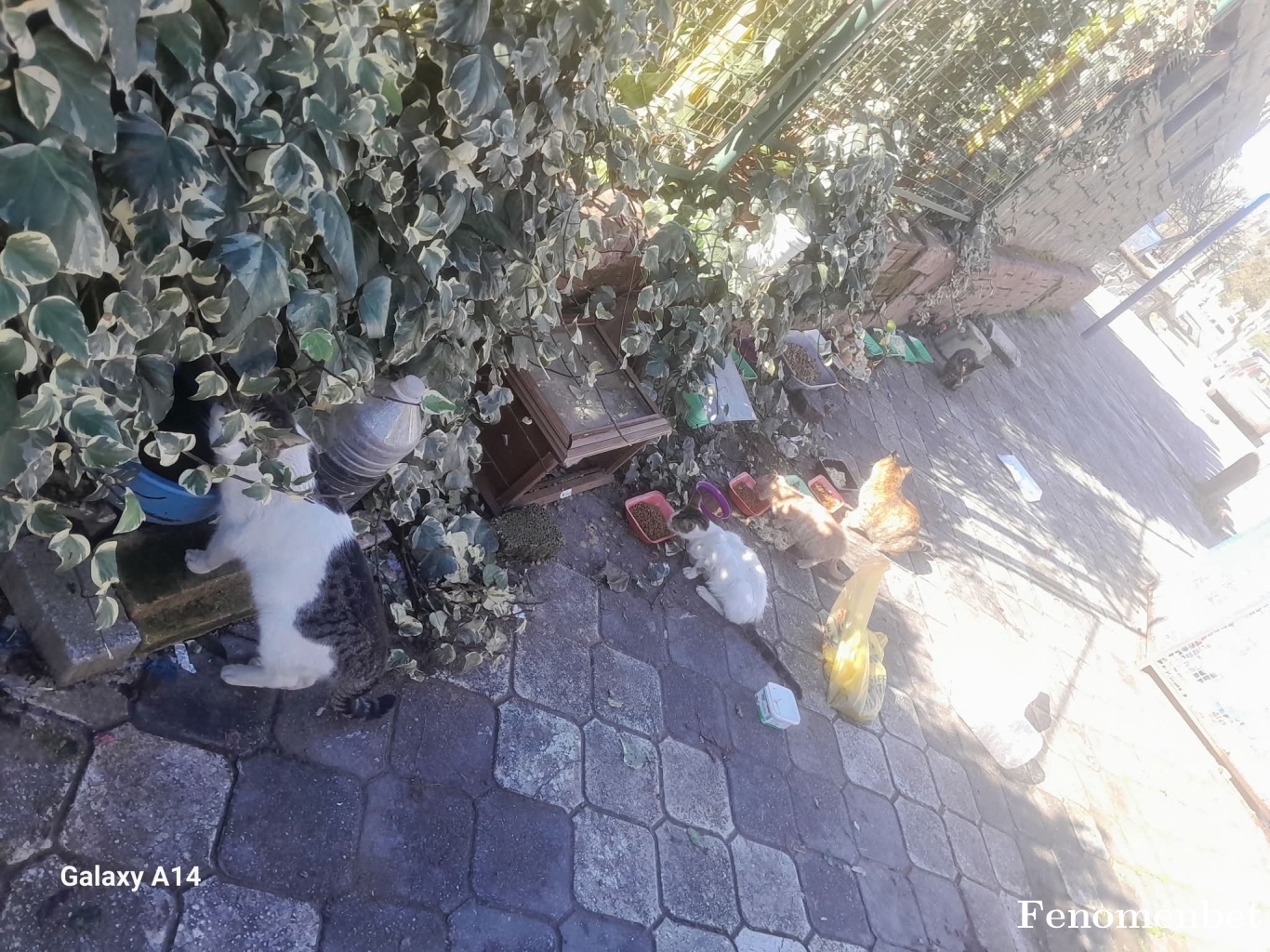 Fkrtka27 tarafından paylaşıldı