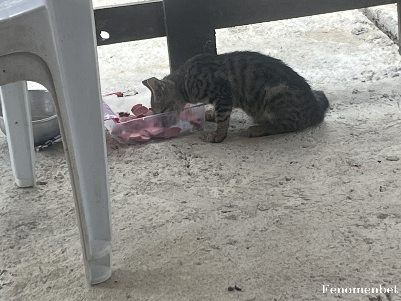 Safiye0303 tarafından paylaşıldı