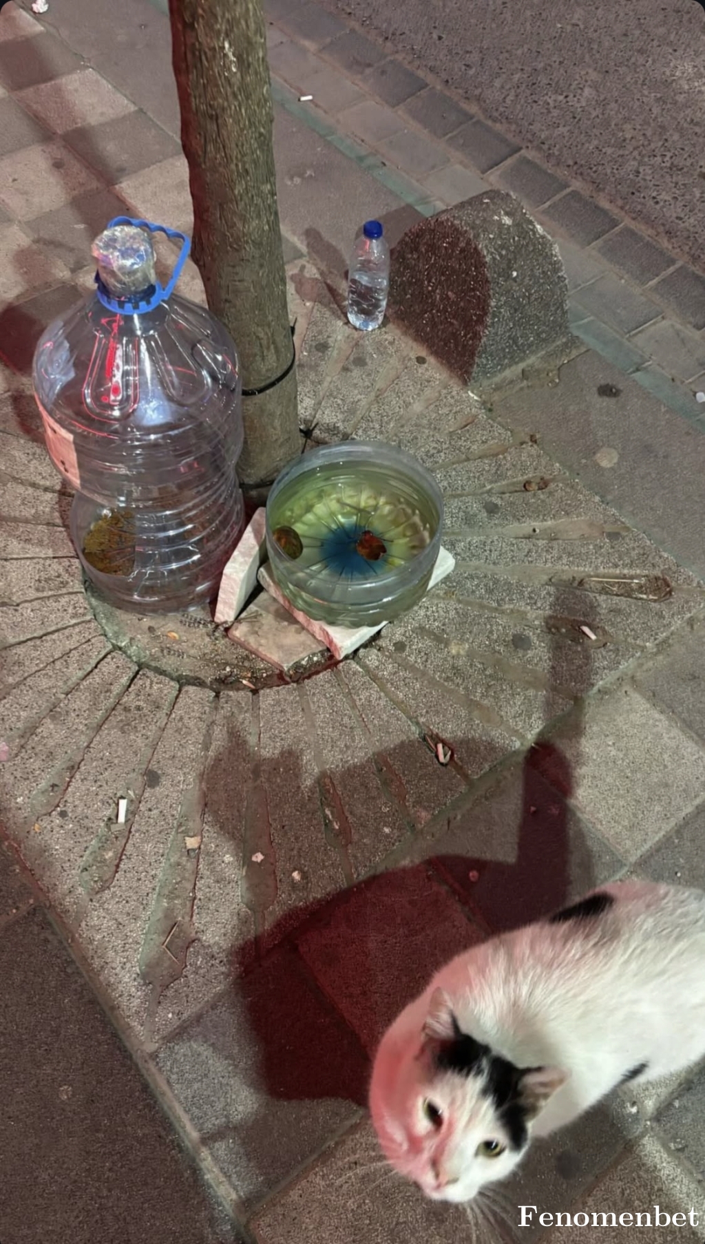 alpethzz tarafından paylaşıldı