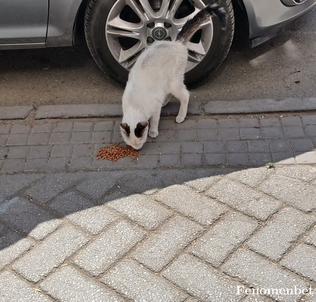 aayyrr tarafından paylaşıldı
