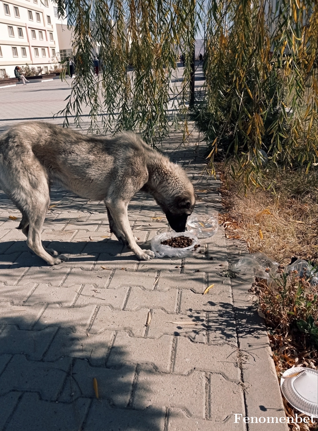 fspt20  tarafından paylaşıldı