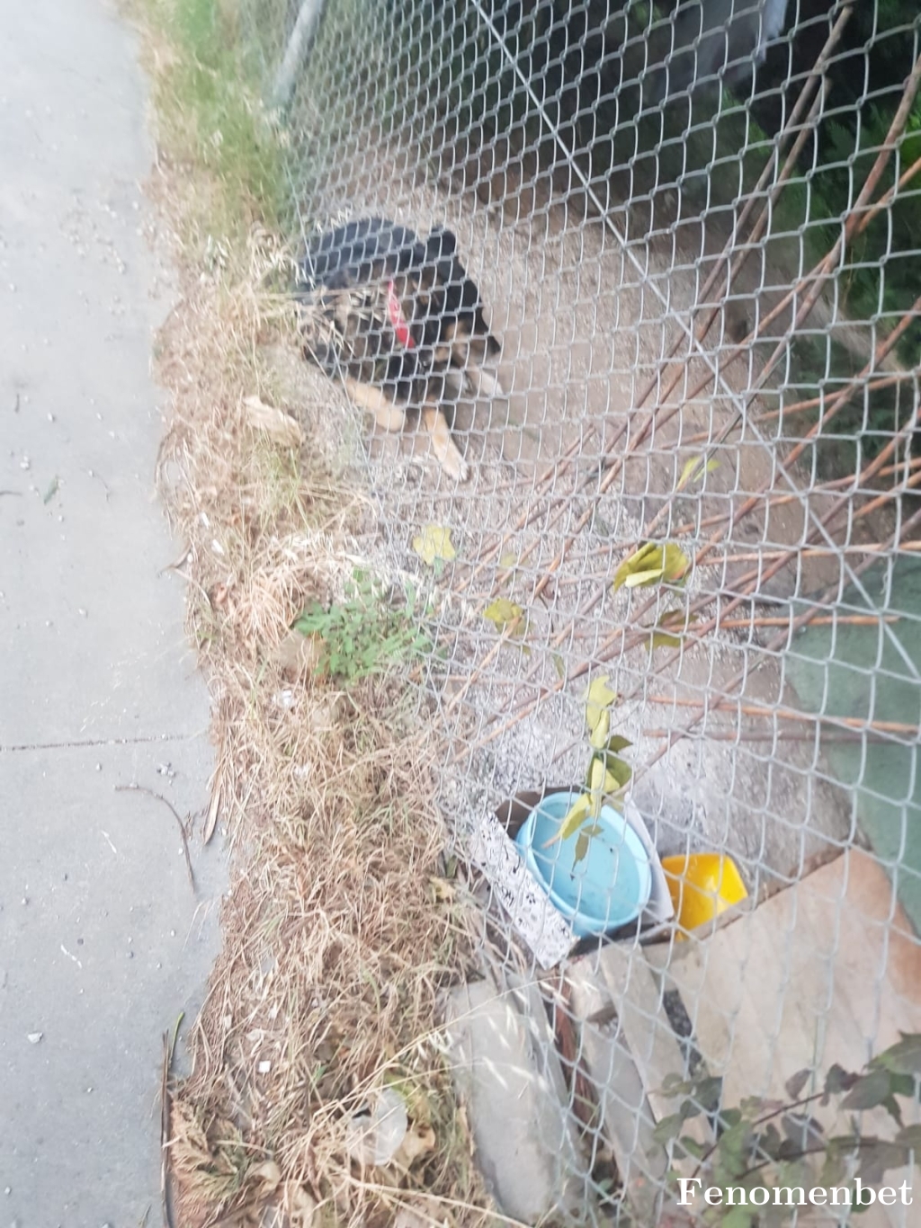 Yeninesil52 tarafından paylaşıldı