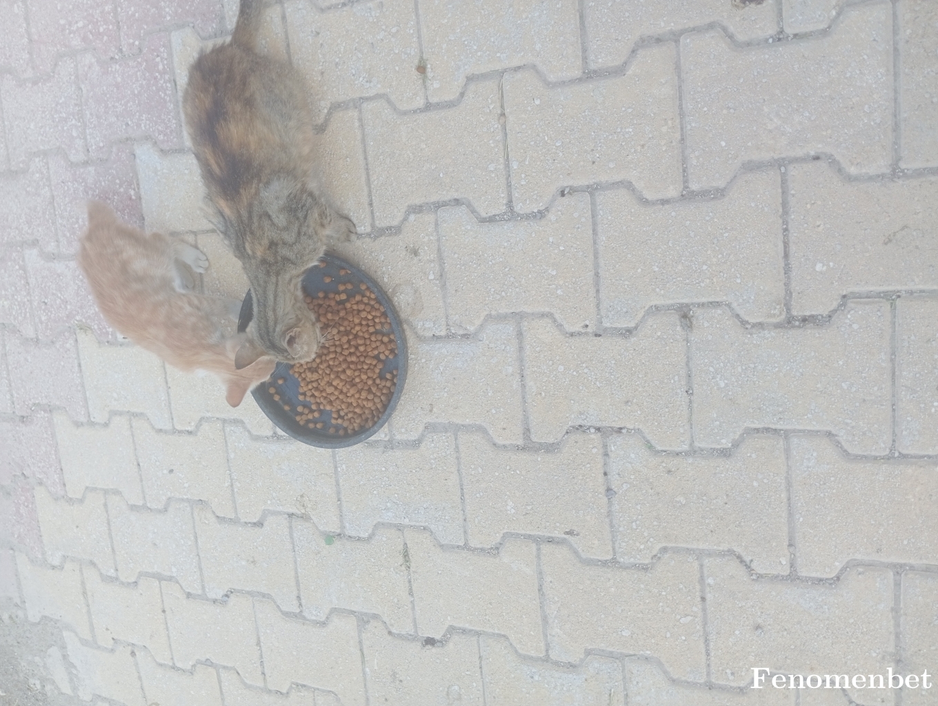 Fetih53  tarafından paylaşıldı