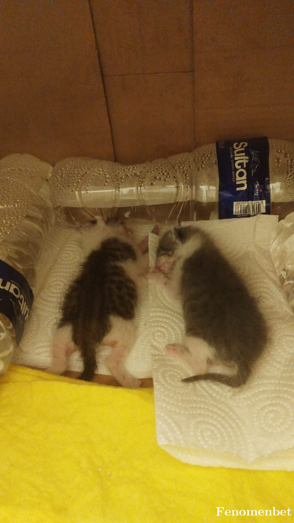 Guneshto tarafından paylaşıldı