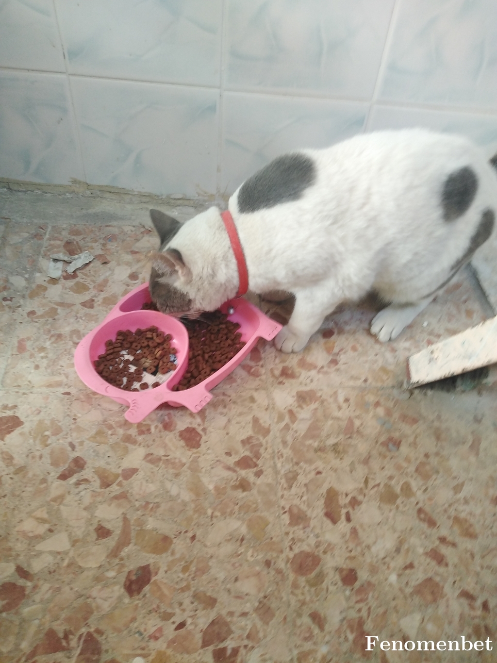 Ssero35 tarafından paylaşıldı