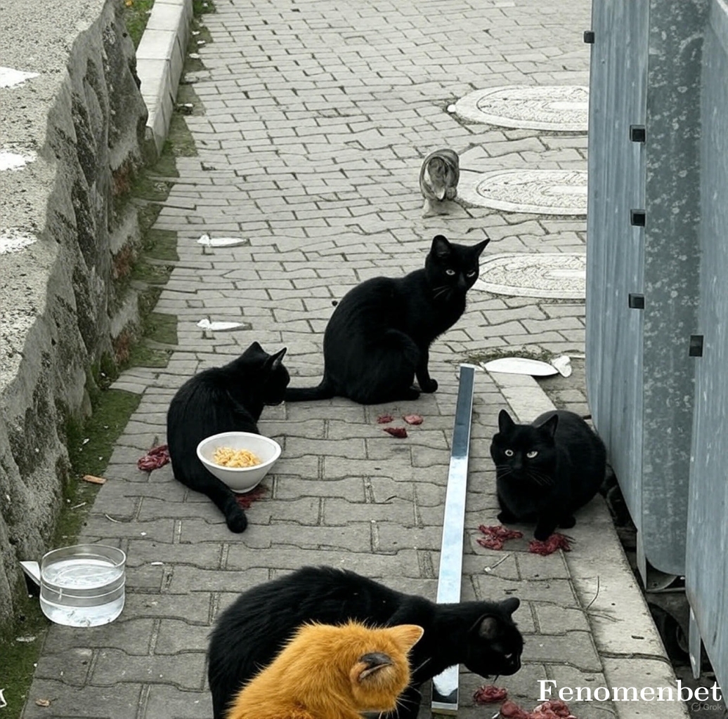 Aliiuz tarafından paylaşıldı