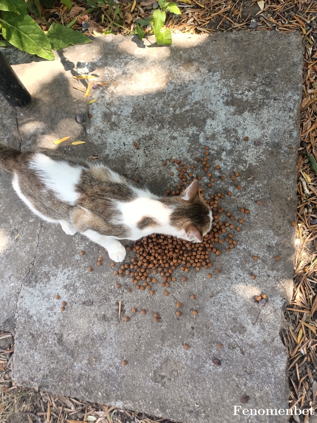 Ftmklsglm tarafından paylaşıldı