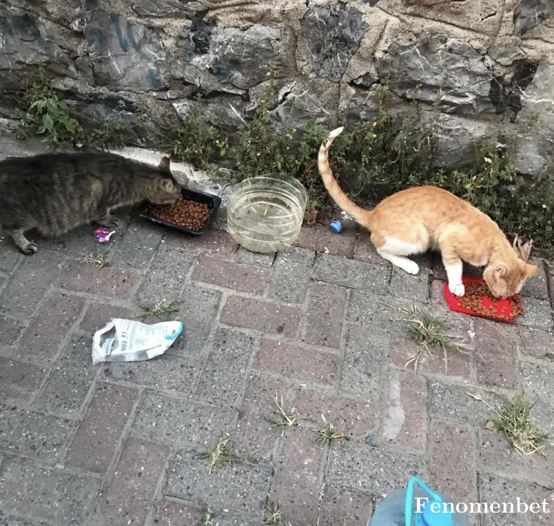 Umutcan34 tarafından paylaşıldı