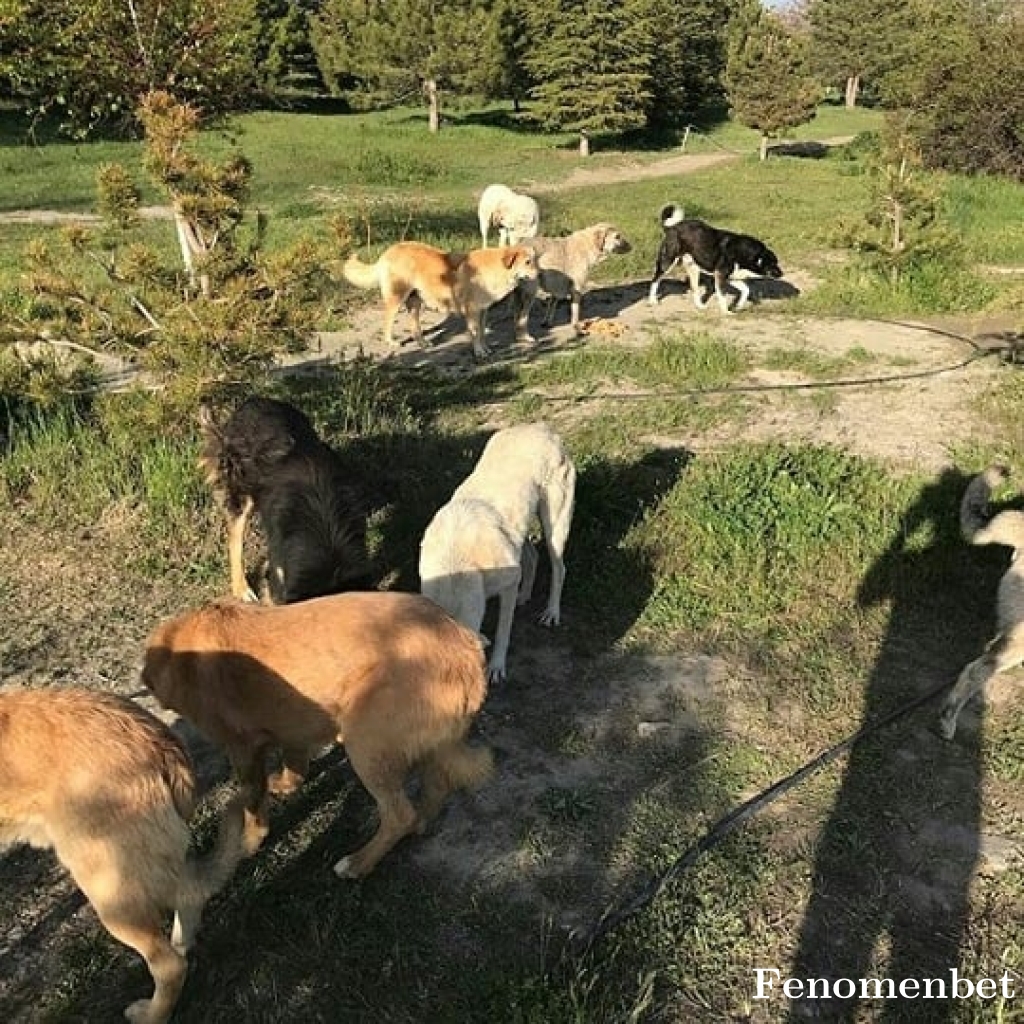 Lolo44  tarafından paylaşıldı